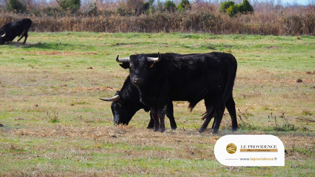 gastronomie camarguaise