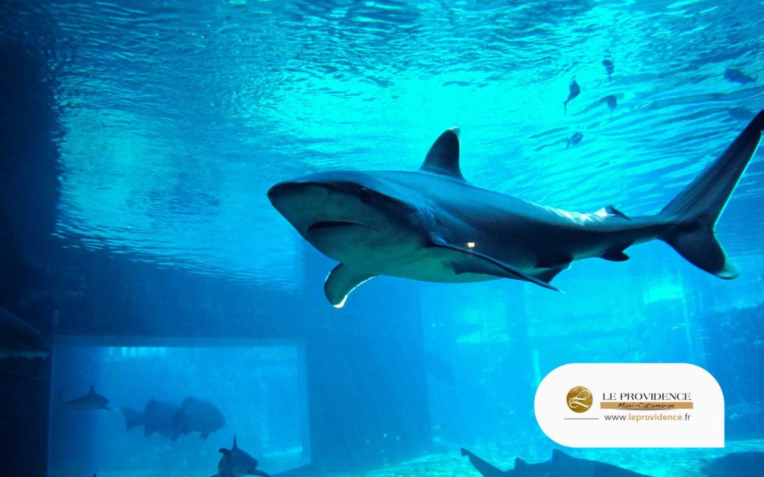 Le Seaquarium du Grau du Roi : Un des aquariums les plus uniques d&rsquo;Europe