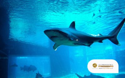 Le Seaquarium du Grau du Roi : Un des aquariums les plus uniques d’Europe