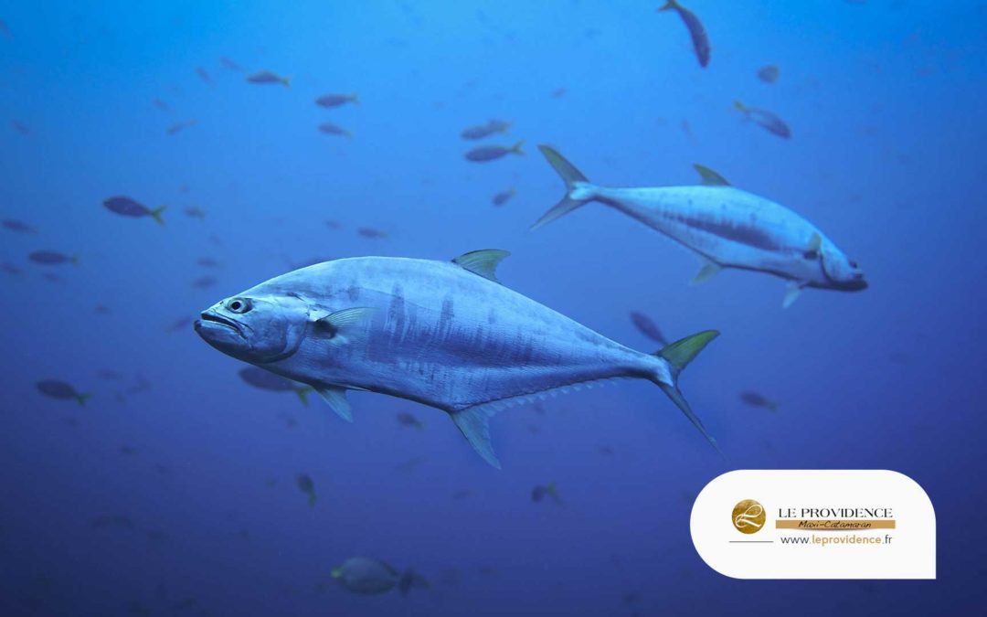 La pêche au gros en Méditerranée : L&rsquo;aventure ultime