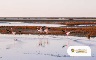 Explorez la côte sauvage de la Méditerranée : Un guide de voyage pour la Camargue