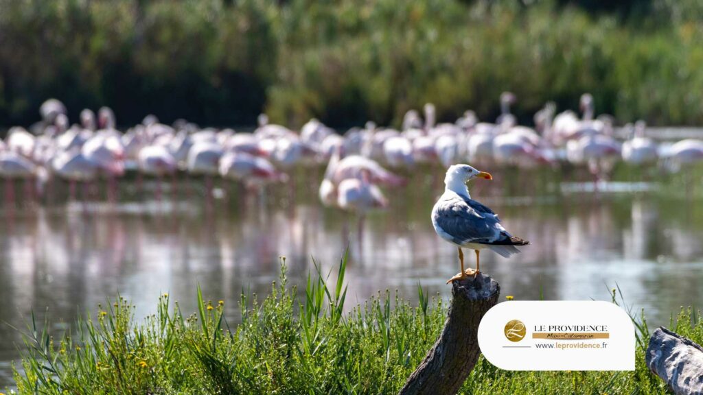 Team building Camargue, observer Les flamants roses
