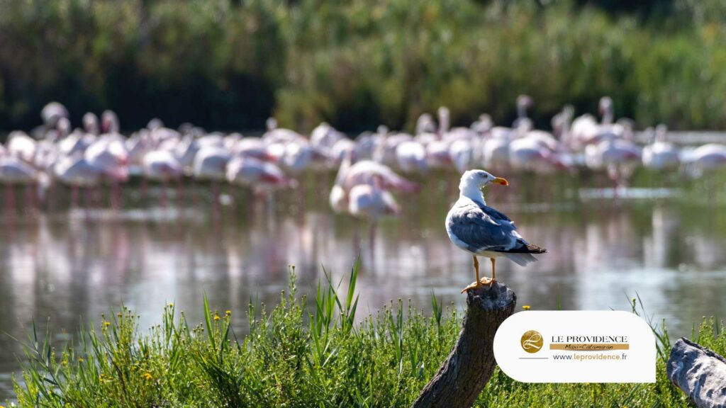 Camargue : Des Activités Inoubliables pour les Enfants