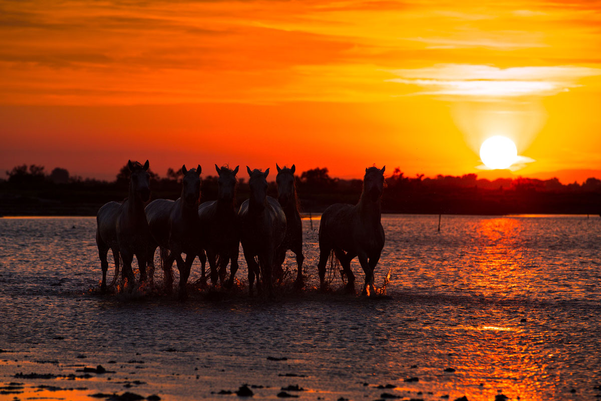Coucher de soleil en Camargue 