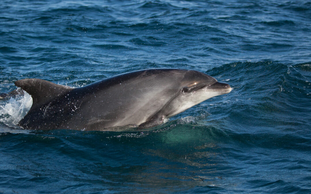 Dauphins en Méditerranée