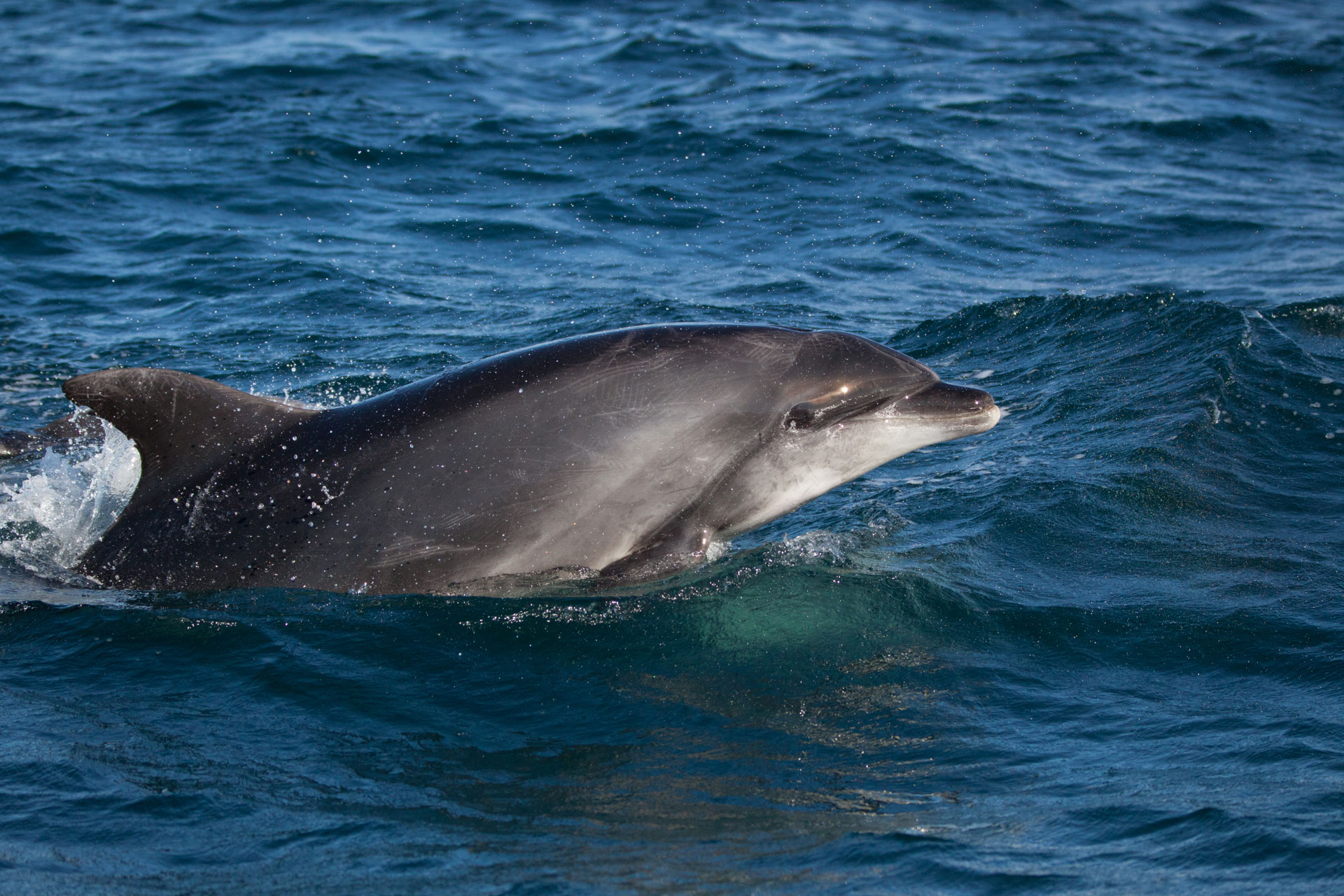 Dauphins en Méditerranée