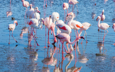 Blog - catamaran le providence au grau du roi De Port Camargue aux étangs : les plus beaux parcours en bateau au Grau du Roi