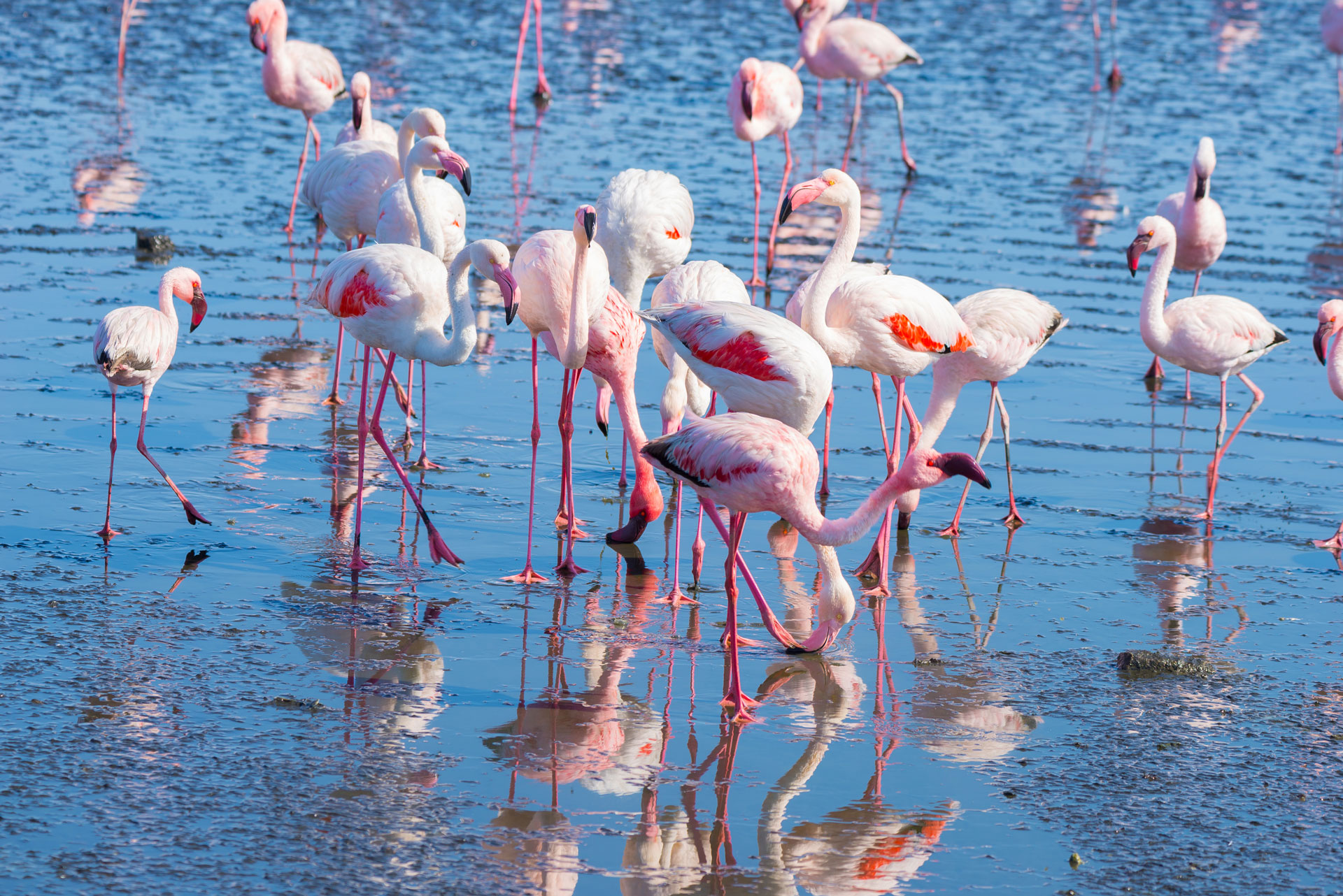 Observer les flamants roses en Camargue