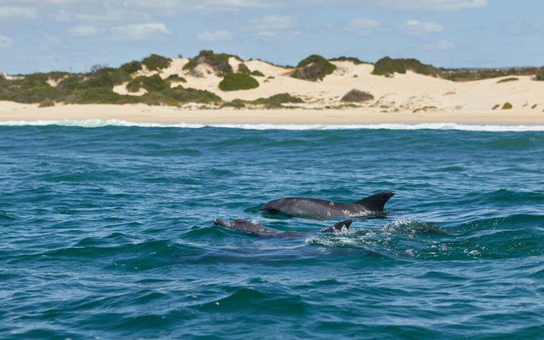 Sortie dauphins Grau-du-Roi