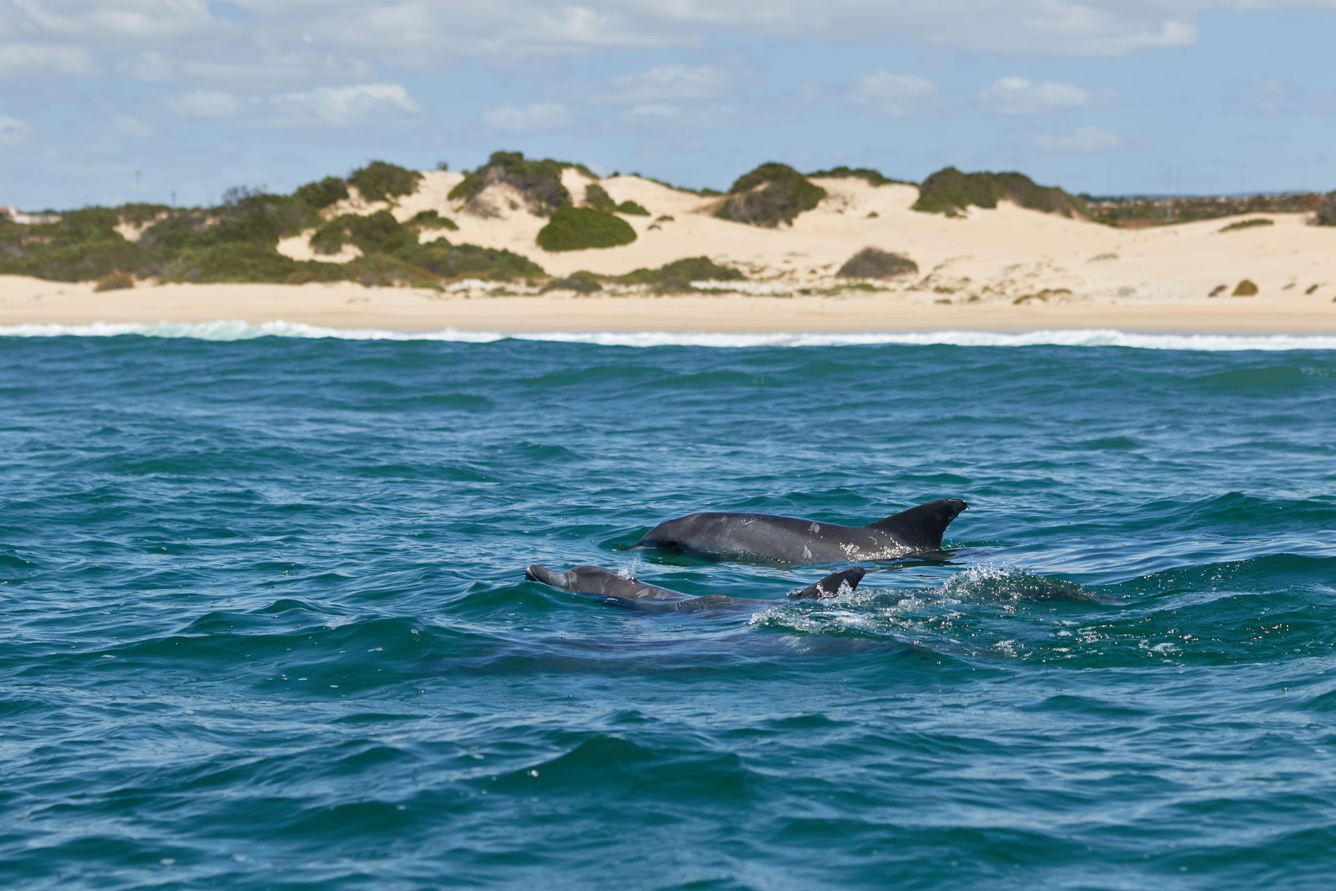 sortie-dauphin-grau-du-roi-2 Sortie dauphins Grau-du-Roi