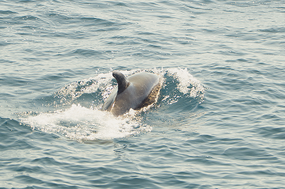 Découverte du Grand Dauphin en mer